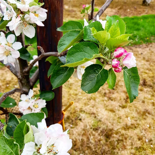 Apple Blossom buzz at Mac Ivors Cider