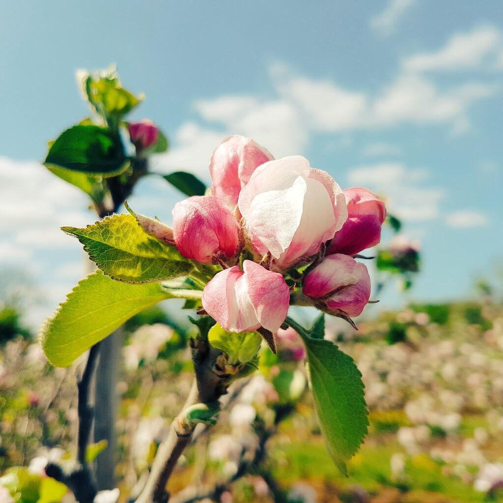 The National Trust celebrate the apple season with blossom Sundays