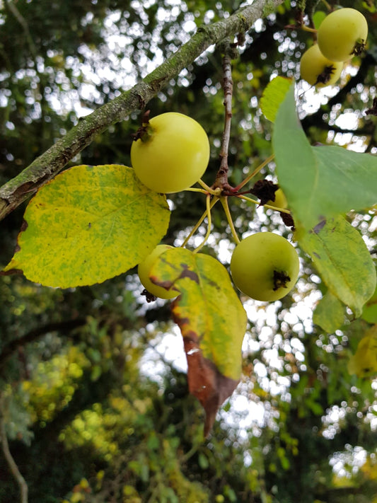 The humble crab apple