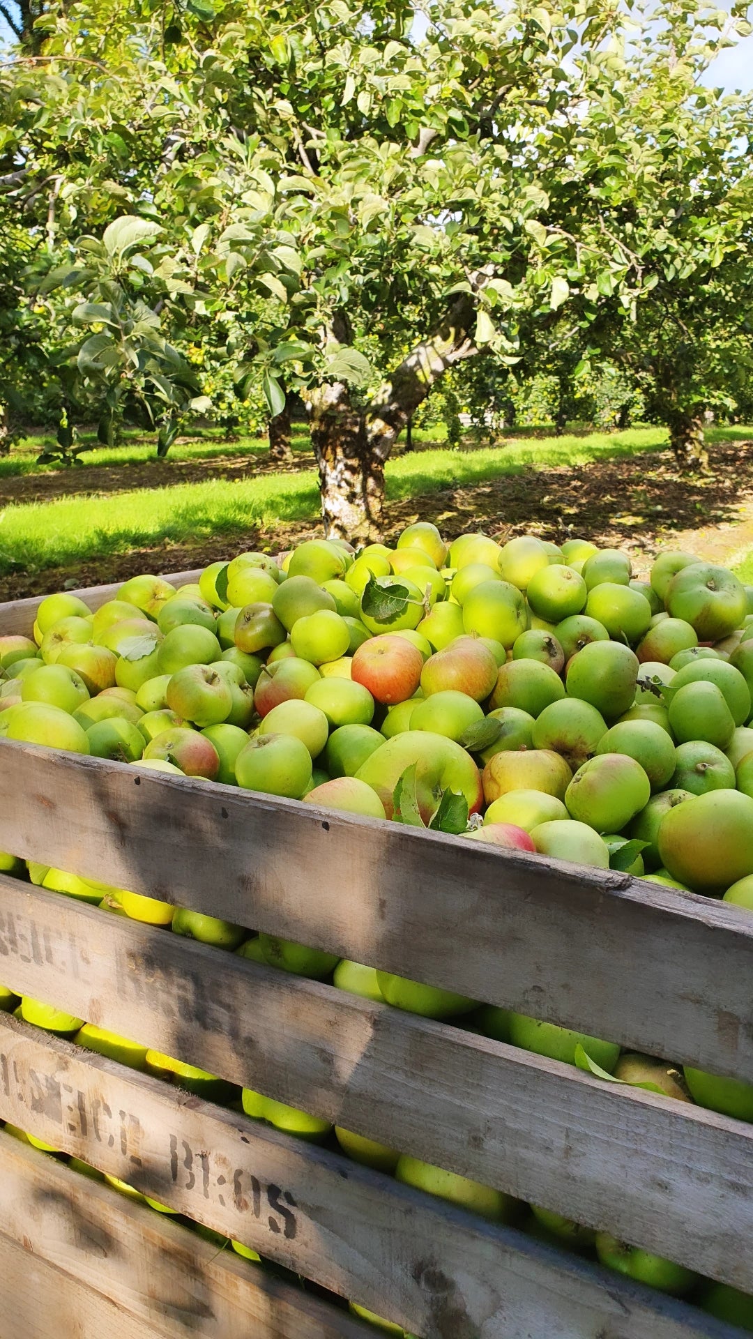 Apple harvest in full swing