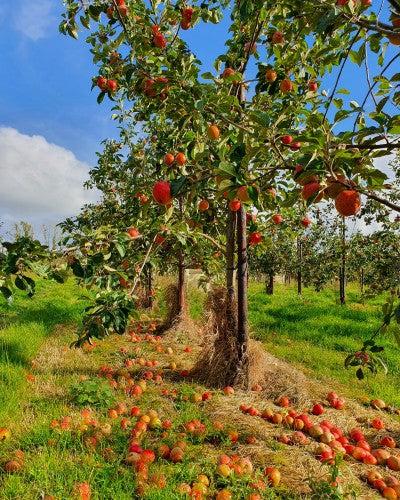 Winter in the orchards