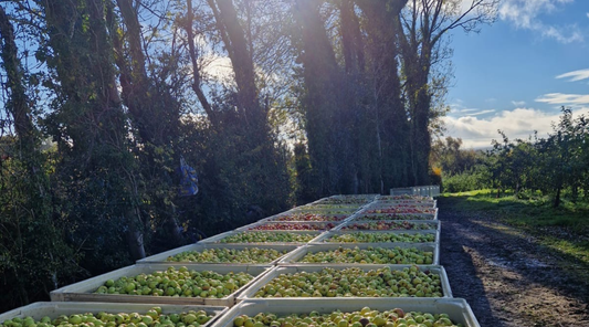 Apple Growing Season 2025: A Year of Extremes in County Armagh