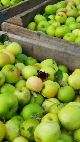 Butterfly in apples